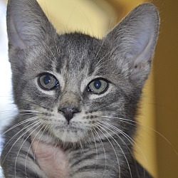 Thumbnail photo of Dusty (gray tabby kitten) #2
