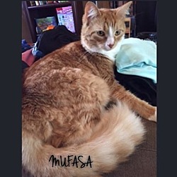 Thumbnail photo of Mufasa #1