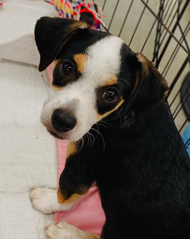 Ocala Fl Beagle Meet Darling Clementine A Pet For Adoption