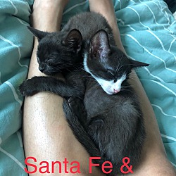 Thumbnail photo of Santa Fe #2