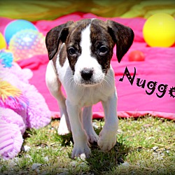 Thumbnail photo of Nugget~adopted! #3