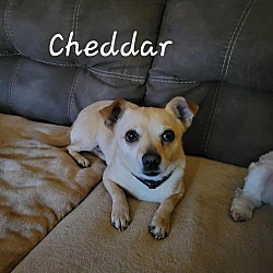 Thumbnail photo of Cheddar #2