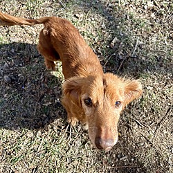 Irish setter clearance stillwater