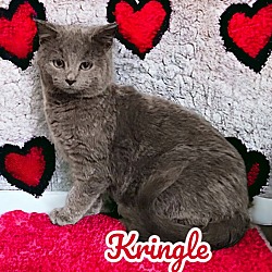 Thumbnail photo of Kringle #4