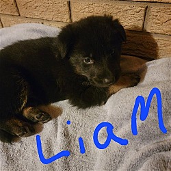 Photo of Puppy Irish Liam