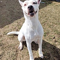 adopt a pet