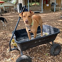 adopt a pet