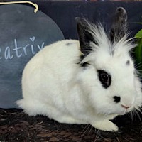 adopt-pet