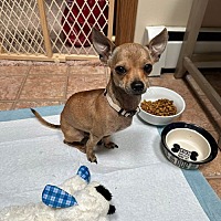 adopt a pet