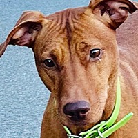 adopt a pet