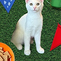 adopt a pet