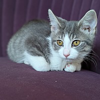adopt-pet