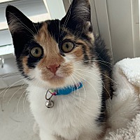 adopt-pet