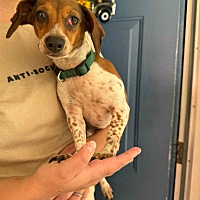 adopt a pet
