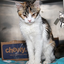 Thumbnail photo of Patches (Spayed) #4