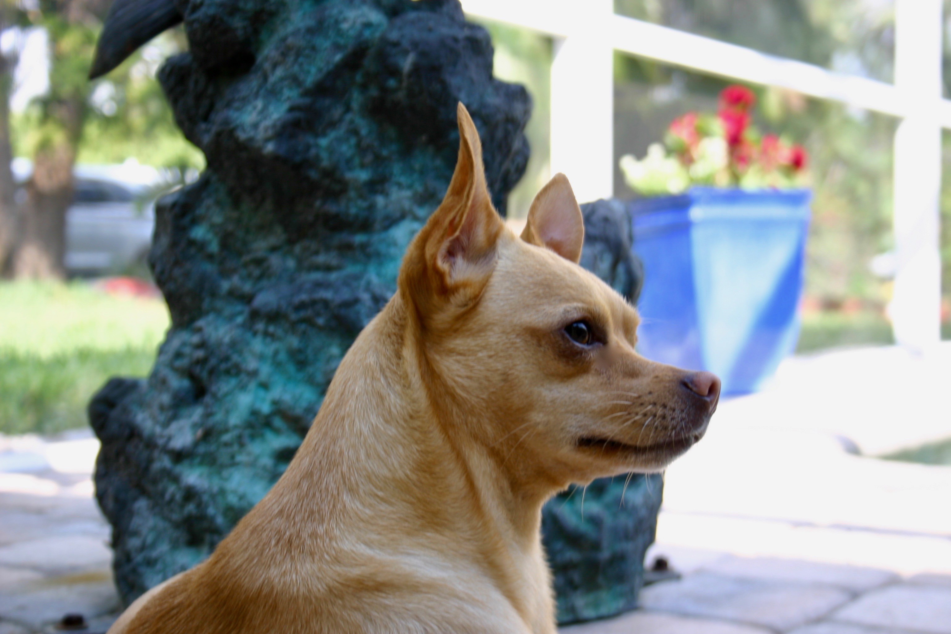 Ft Myers Beach Fl Shiba Inu Meet Super Chihuahua A Pet