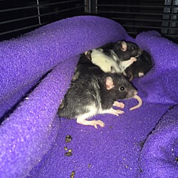 Photo of Baby Rats