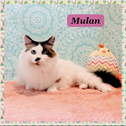 Photo of Mulan
