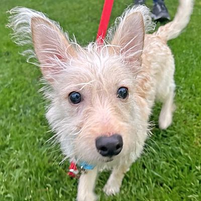 Walnut Creek, CA - Westie, West Highland White Terrier. Meet Milo a Pet ...