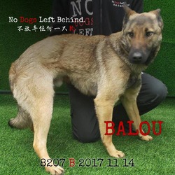 Thumbnail photo of Balou 8207 #4