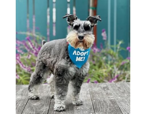 Pacific Grove, CA - Schnauzer (Miniature). Meet Coal a Pet for Adoption ...