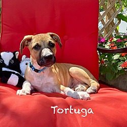 Thumbnail photo of Tortuga #1