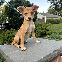 Thumbnail photo of MARCELLA   5 POUND PUPPY   FOSTERED IN NEW JERSEY #2