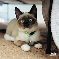 adopt a pet