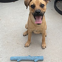 adopt a pet