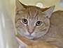 AMADEUS - Domestic Shorthair available for adoption