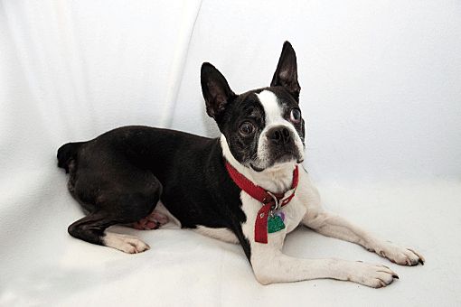 Cumberland, MD Boston Terrier. Meet Dixon a Pet for