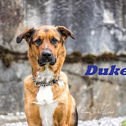 Thumbnail photo of Duke -Adopted July 2016! #2