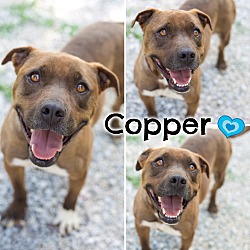 Thumbnail photo of Copper (Reduced adoption fee!! #3