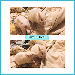 Photo of Sam & Dean