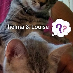 Photo of Thelma & Louise
