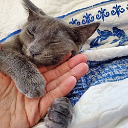 Thumbnail photo of Russian Blue Mix Kittens #3