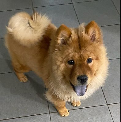 South Bend, IN - Chow Chow. Meet Milo the Chow a Pet for Adoption ...