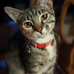 Photo of Fiddle