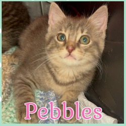 Thumbnail photo of Pebbles #2