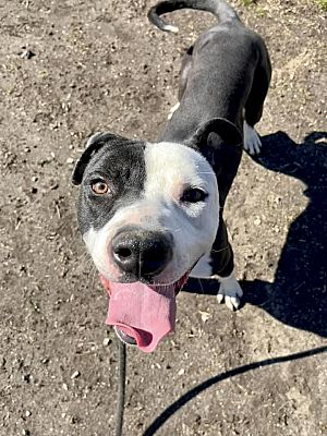 Chicago, IL - Pit Bull Terrier. Meet Dax a Pet for Adoption - AdoptaPet.com