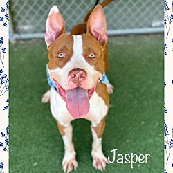 Thumbnail photo of JASPER #1