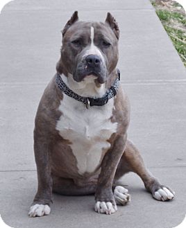 american pitbull terrier for sale in ohio vega adopted dog proctorville ohio oh staffordshire bull american pitbull terrier for sale in ohio vega adopted dog proctorville ohio oh staffordshire bull