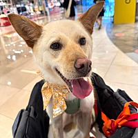 adopt-pet