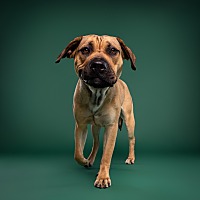 adopt-pet