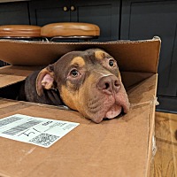 adopt a pet