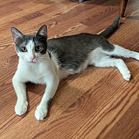 adopt a pet