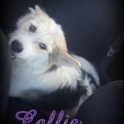 Thumbnail photo of Callie #1