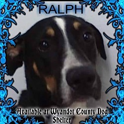 Thumbnail photo of RALPH #1