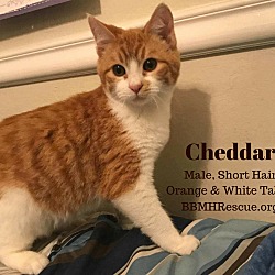 Thumbnail photo of Cheddar #4
