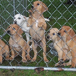 Thumbnail photo of Labrador Retriever mix puppies #2